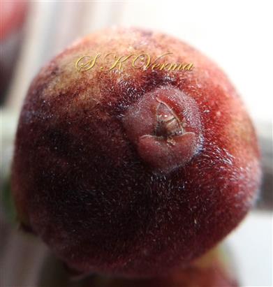  Hypanthodium-Apical region